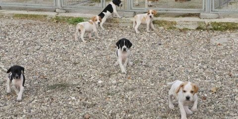Hvalpe i Kennel Metrinelund