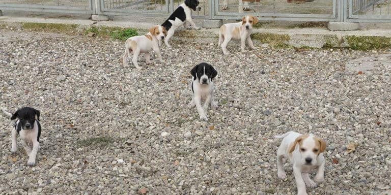 Hvalpe i Kennel Metrinelund