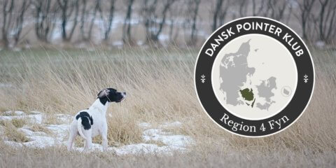 Dansk Pointer Klub fællestræning Region 4