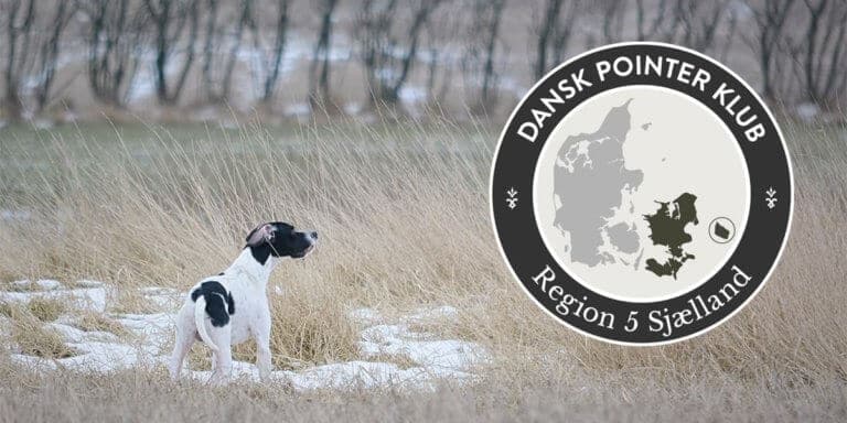 Dansk Pointer Klub fællestræning Region 5