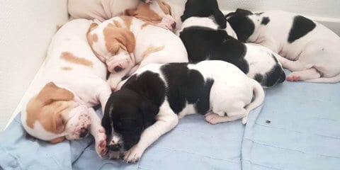 Hvalpe i kennel Boelsgaard
