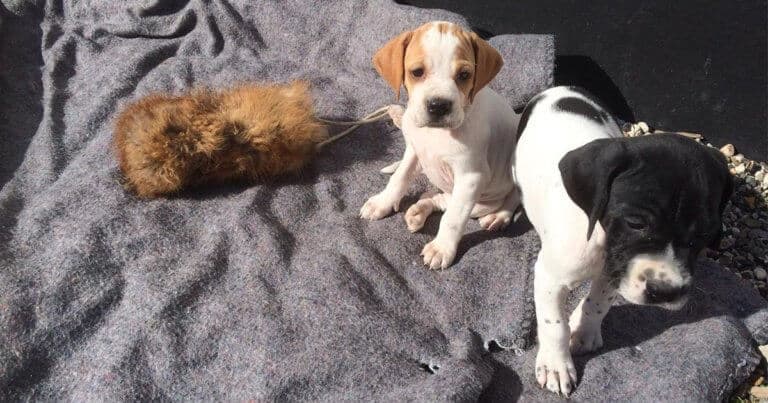 Kennel Stevnsboen hvalpe 2019