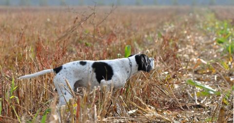 Dansk Pointer Klub Minihovedprøve