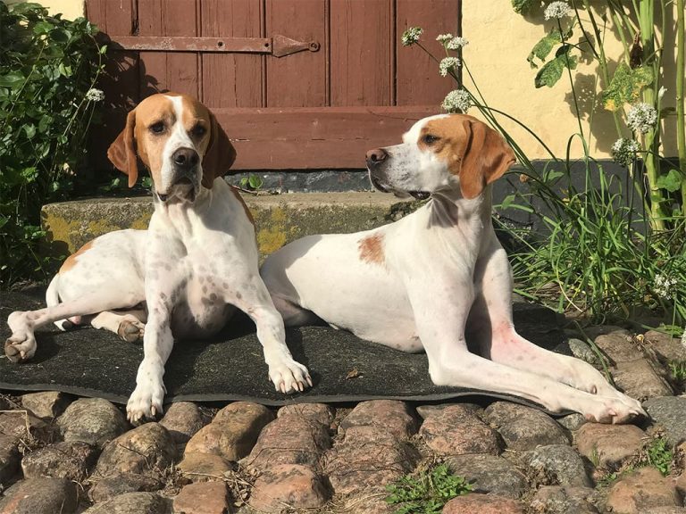 2 Kennel Astrup pointere.