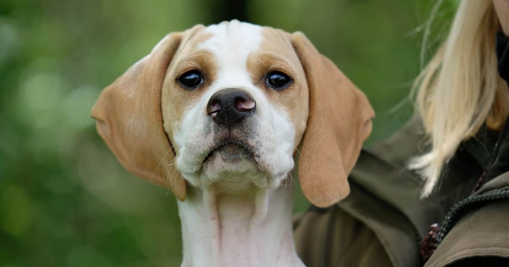 Hvalpelisten i Dansk Pointer Klub mangler hvalpe.