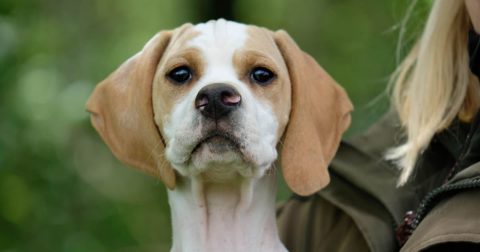 Hvalpelisten i Dansk Pointer Klub mangler hvalpe.