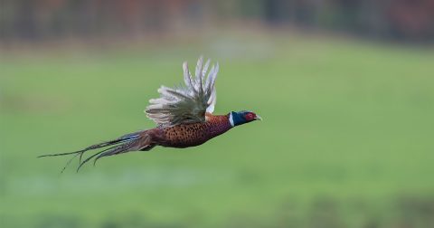 Bestilling af forplejning til Dansk Pointer Klubs hovedprøve
