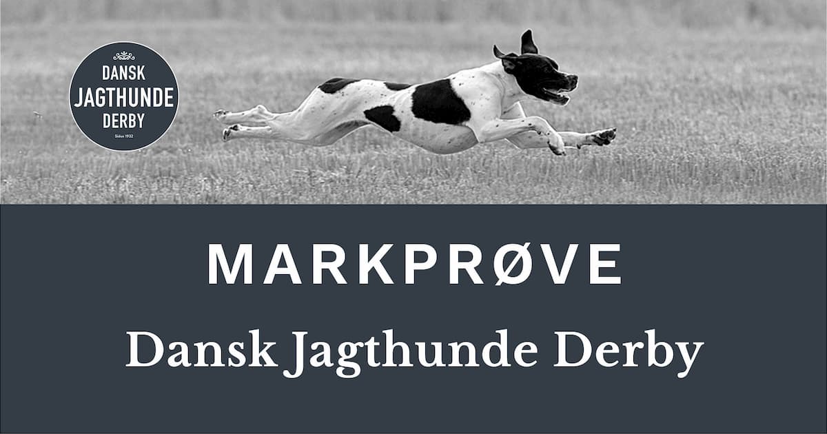 Dansk Jagthunde Derby for de 5 Engelske stående hunde racer