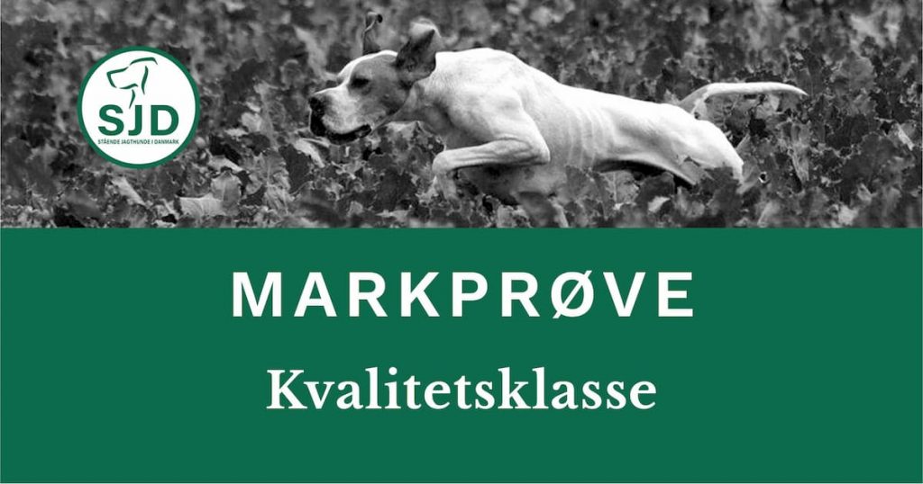 SJD - Stående Hunde i Danmark markprøve. Kvalitetsklasse