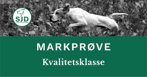 SJD - Stående Hunde i Danmark markprøve. Kvalitetsklasse