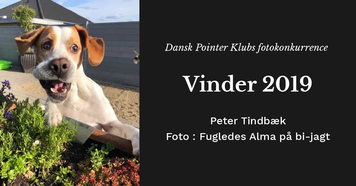 Vinder af Dansk Pointer Klubs fotokonkurrence 2019 - Peter Tindbæk og Fugledes Alma