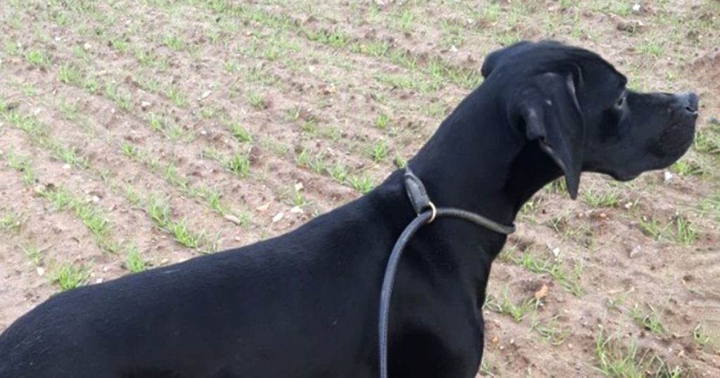 Unghund Kennel Bendt's Leni sælges