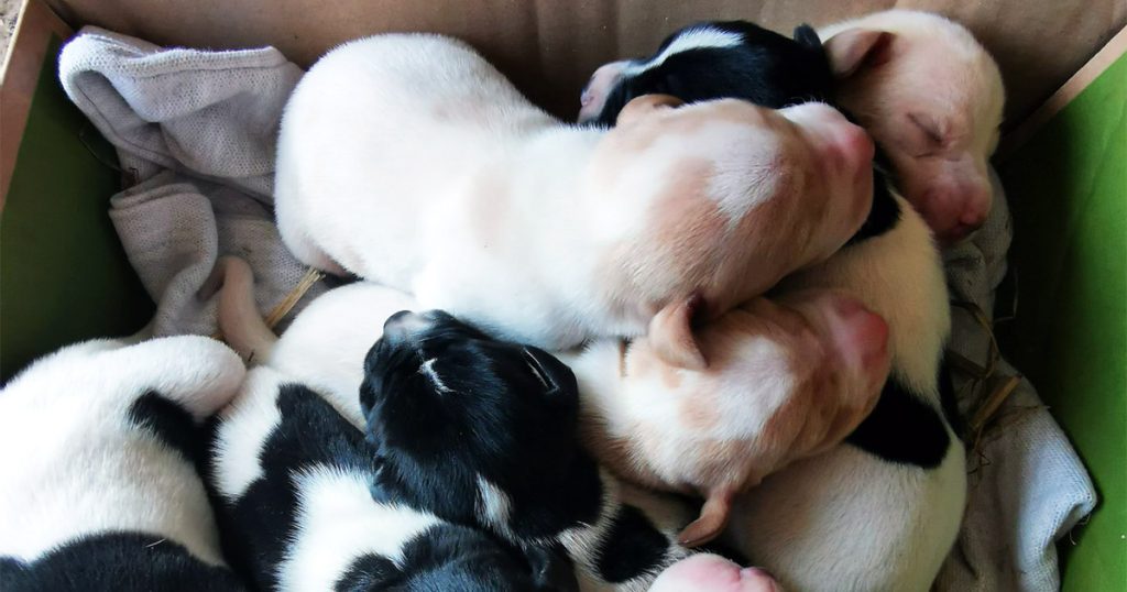 Hvalpe i Kennel Spurvfugledalen