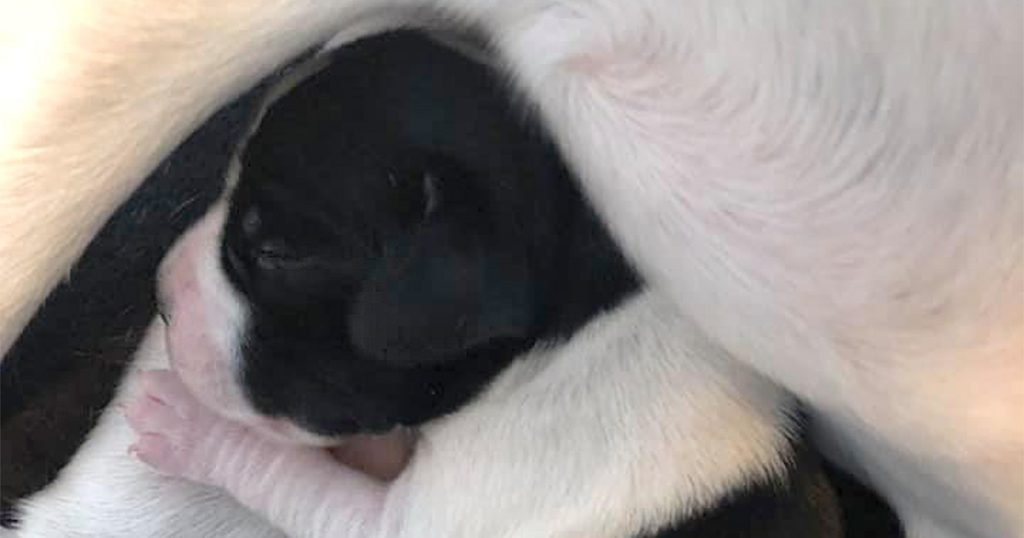 Kennel Stenmarken hvalpe til salg