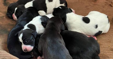 Nye hvalpe i Kennel Krogsøgård, 2020