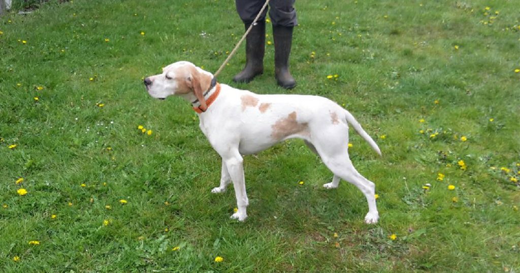 Kennel Alsbjergs Evita