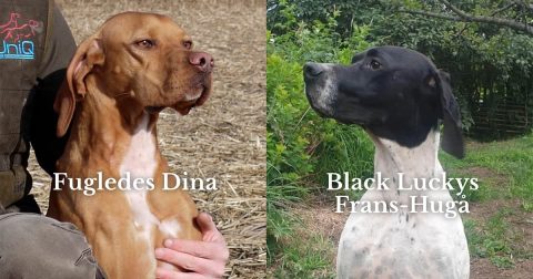 Planlagt parring mellem Fugledes Dina og Black Luckys Frans-Hugå