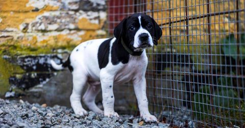 1 han tilbage Kennel Krogsgaard