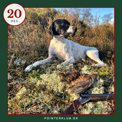 Følg Dansk Pointer Klubs jagt-adventskalenderen på Instagram.