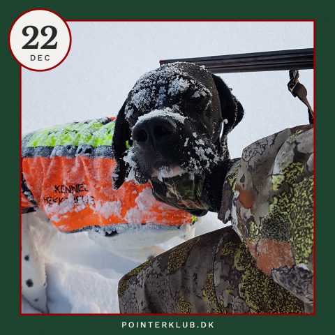 Følg Dansk Pointer Klubs jagt-adventskalenderen på Instagram.