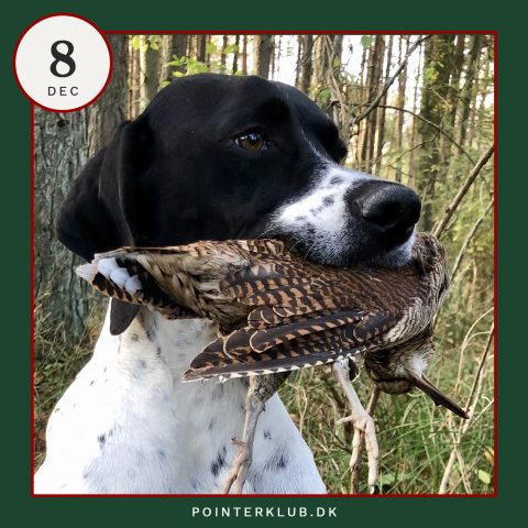 Følg Dansk Pointer Klubs jagt-adventskalenderen på Instagram.