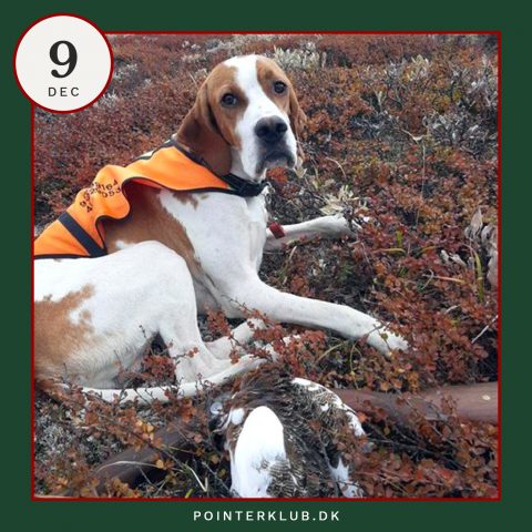 Følg Dansk Pointer Klubs jagt-adventskalenderen på Instagram.