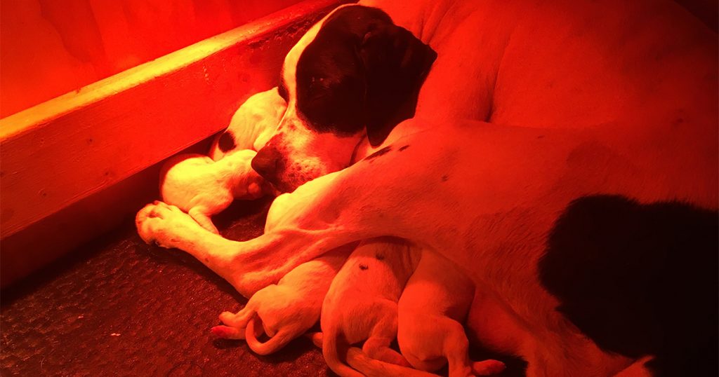 Kennel Oksby hvalpe født 13. februar 2021
