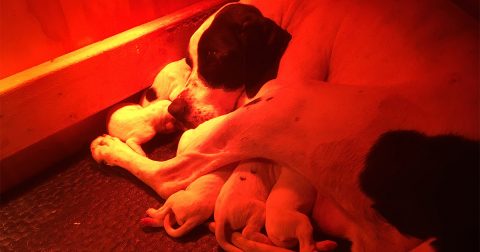 Kennel Oksby hvalpe født 13. februar 2021