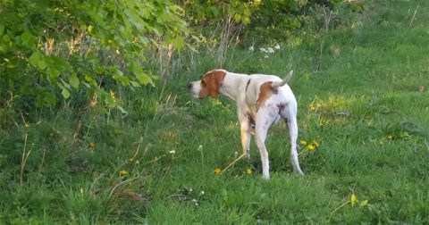 Villestofte’s Puk
