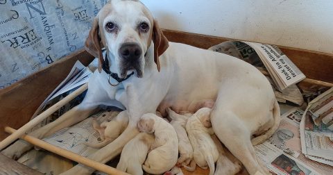 Kennel Boelsgaard har fået hvalpe