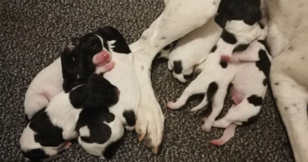 Hvalpe til salg - Kennel Niholys
