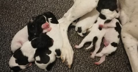 Hvalpe til salg - Kennel Niholys