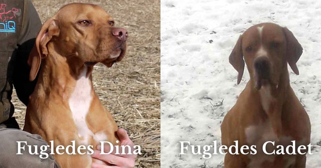 Parring Fugledes Dina og Fugledes Cadet