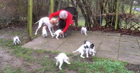 Kennel Oksby video opdatering