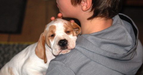 Kennel Oksby - kun to hvalpe tilbage