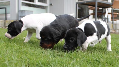 Den sammenbragte famile - Kennel Nicolys