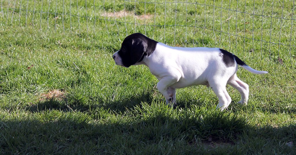 Nyt fra Kennel Niholys