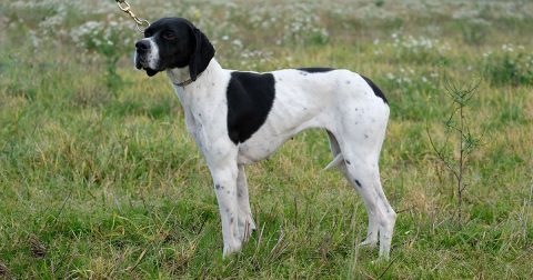 Niholy's Bess, ejer Tage Jessen