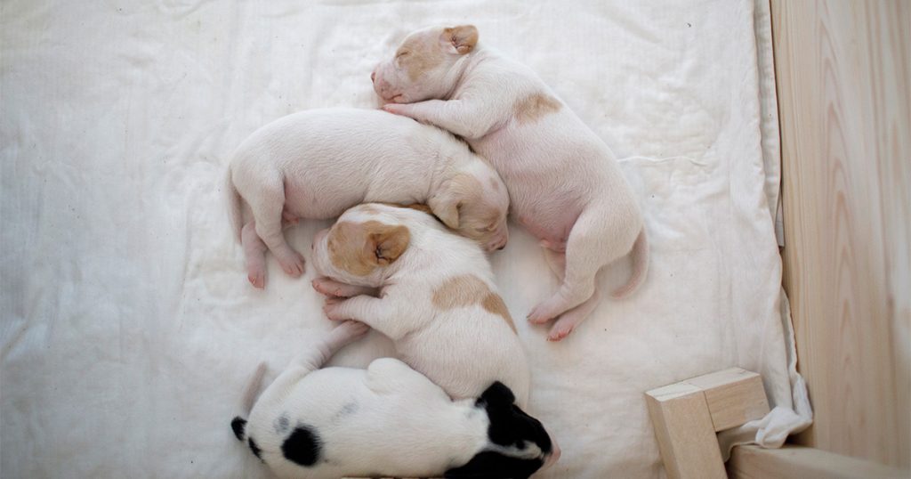 Kennel Fiona Dania - A-kuldet 2022
