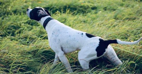 Borgeflo' Billy the Kidd x Fugledes A. Mille