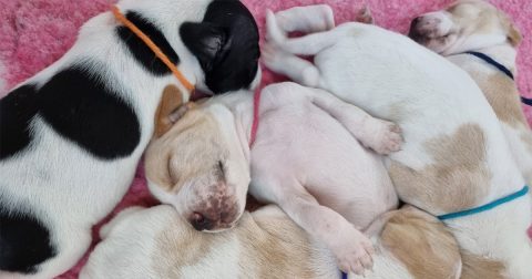 Kennel Legsus Valpar födda 4 mars