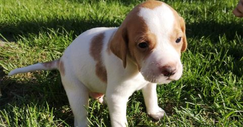 Kennel Rimfaxe hvalpe 2022