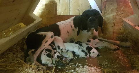 Hvalpe født i Kennel LN’S Pointmann