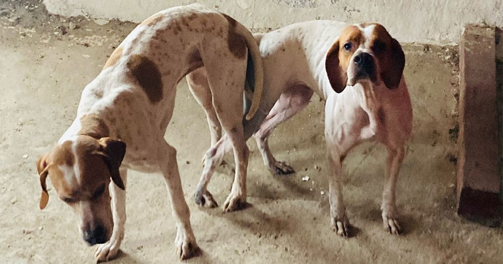 Parring foretaget Kennel Skawboen
