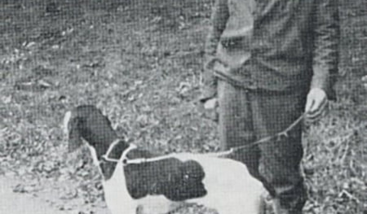 Nekrolog, æresmedlem af Dansk Pointer Klub Alfred Olsen