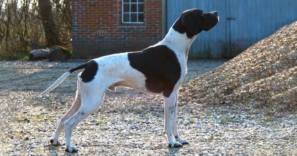 boelsgaards-A-tuxedo-championat