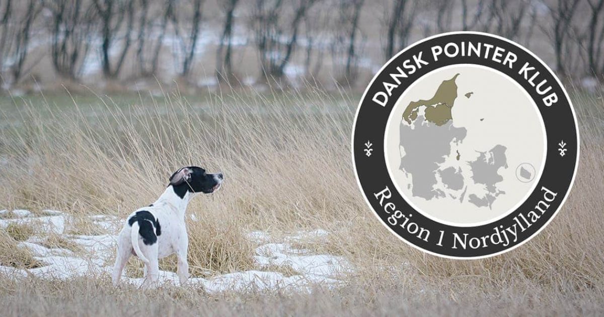 Dansk Pointer Klub fællestræning Region 1