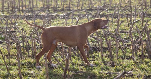 Fugledes Chack, ny Dansk Jagtchampion