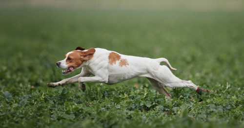 rimfaxes-belle-parring-foretaget-hos-kennel-rimfaxe-2026
